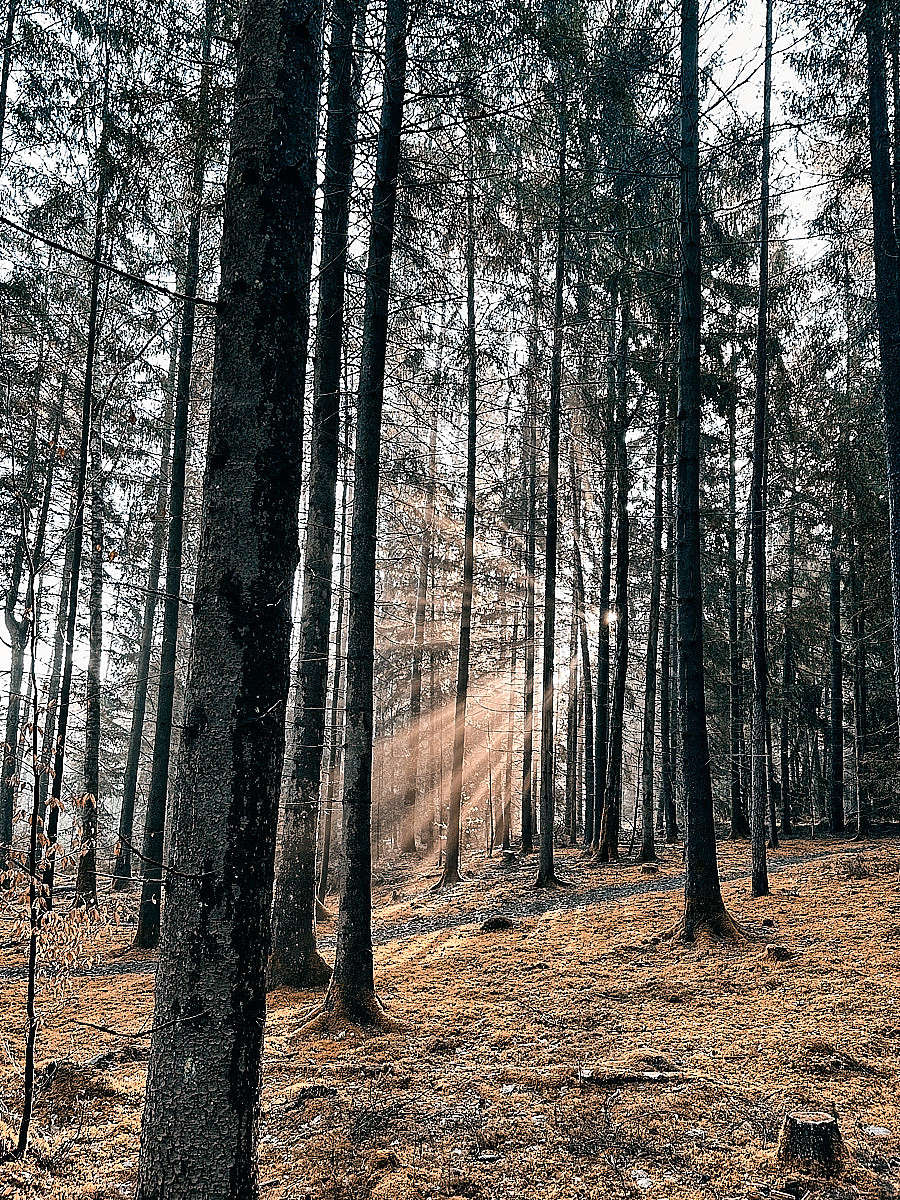 Trauerrednerin Andrea Schmid - Abschiedszeremonie